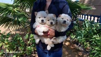 White Chinese chow chow puppies