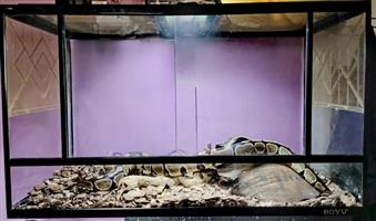 Reptile Plus Cage For Sale