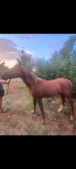 SA Boerperd x Asil Arab Stallion 