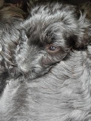 Exclusive Giant Breed Pups: Black Russian Terrier x Bouvier – One-Off Litter