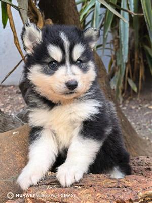 Pomsky puppies