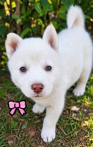 Husky puppies available 