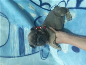 FRENCH BULLDOGS 