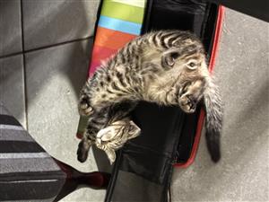 Male kitten available 