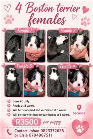 4 x purebred Boston terrier female puppies