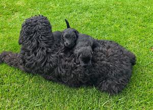 Black Russian puppies