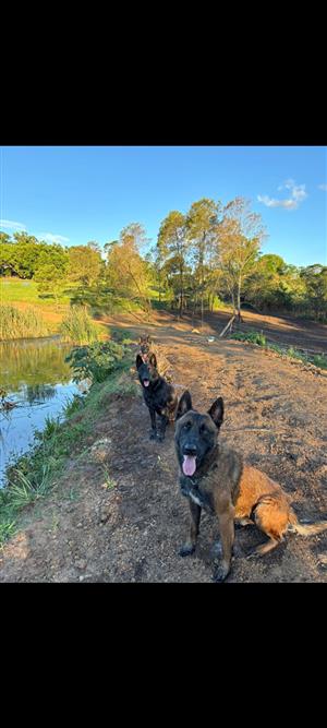 Belgium Malinois pups