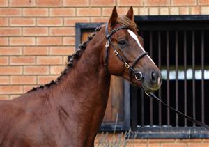 Stunning Irish Sport Horse Stallion for sale!!!
