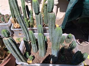 San Pedro cactus