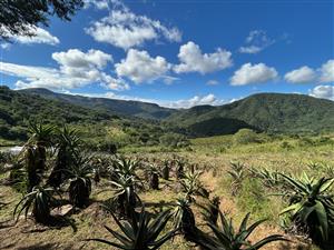 Farm with Multiple Income Streams