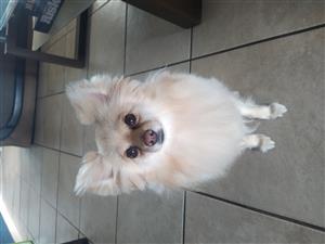  Toypom 2 years old