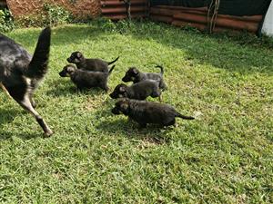 German Shepherd Puppies