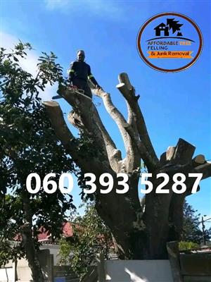 Tree Felling Durban