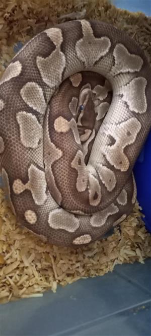 red tail boa for sale gauteng
