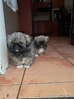 Pekingese Puppies for Sale 