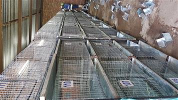 Rabbit breeding cages