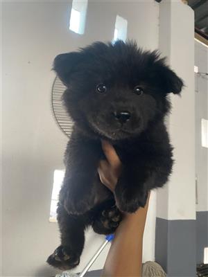 Chow chow puppies for sale 