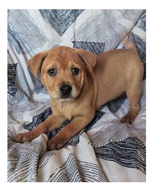 Labrador puppies