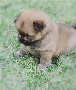 Chow chow puppies...pure breed, available immediately 