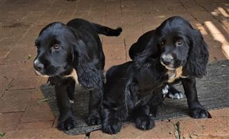 Spaniel Puppies Available