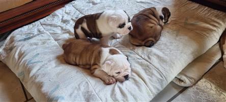 Stunning English bulldog puppies available 