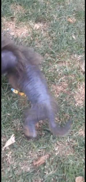 Chinese crested puppies. One powderpuff female and one semi hairless male