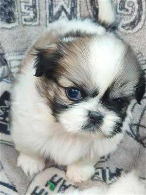 Pekingese  Puppies