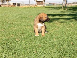 Anatolian Shepherd x Rhodesian Ridgeback Puppies