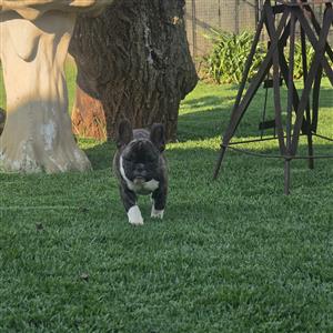 Beautiful French bulldog puppies available 