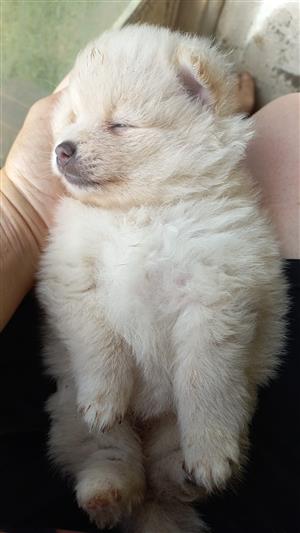 Pomeranian Toypom puppies