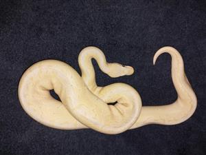 Ball python collection for sale