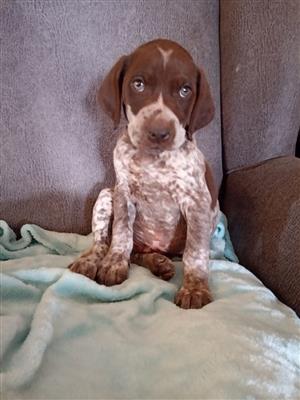 German Pointer pups for sale