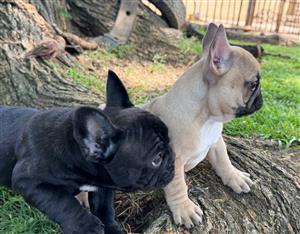 Gorgeous French bulldog puppies available 
