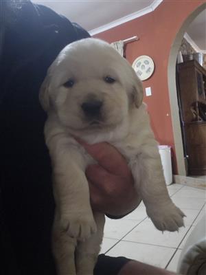 Labrador puppies