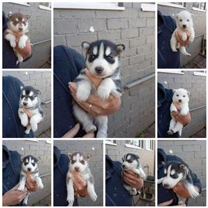 Husky Puppies 