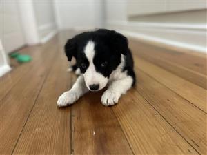 Cute Border Collie for Sale