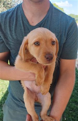 Labrador puppies 8 wees old Males 