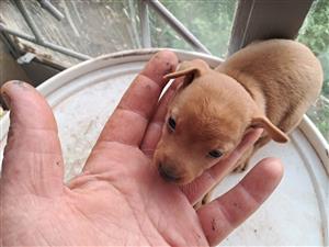 Pincher puppies available 