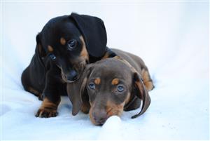 Miniature Dachshund Puppies (Worsies)