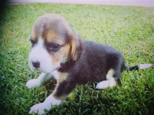 BEAUTIFUL REGISTERED BEAGLE PUPPIES FOR SALE
