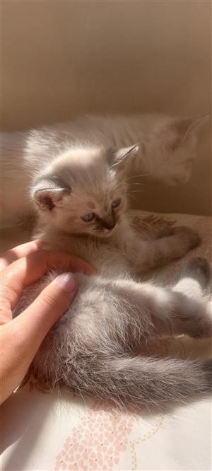 Barry Siamese Kitten