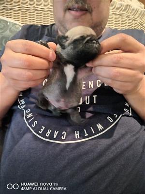Fawn Pug puppies a week old for sale. 2 males 2 females.. 