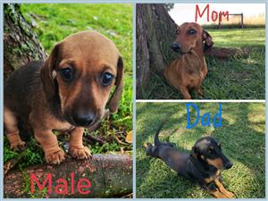Male Dachshund puppy available 