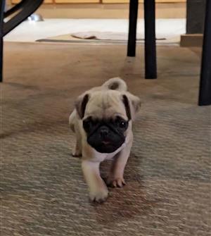 Pug puppies