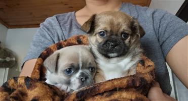 (Set of 2) Miniature Pekingese/Chihuahua pups for sale 