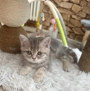 kittens bsh 