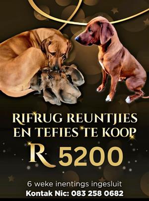 Rhodesian Ridgeback puppies for sale. 