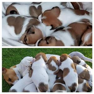 Jack Russell puppies