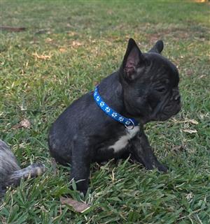 Stunning French bulldog puppies available