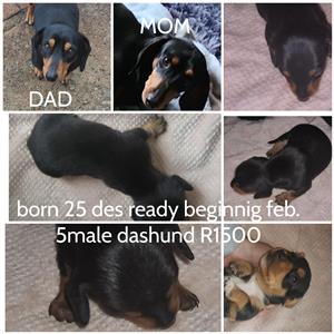 5 male dachshund  pups available born 25 december ready at 8 weeks